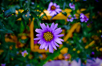 Purple Love, purple, garden, nature, flower HD wallpaper
