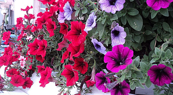Flowers, Leaves, Bright, Colorful, Petunia HD wallpaper