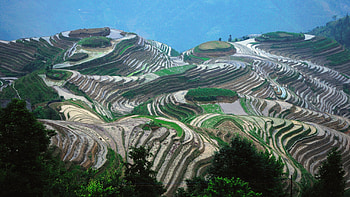 Rice Terrace, Rice, nature, Terrace, field HD wallpaper