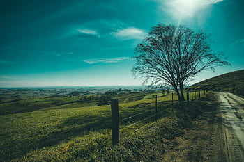 Tranquil landscape featuring a solitary tree by a dirt road under a vibrant sky. HD wallpaper
