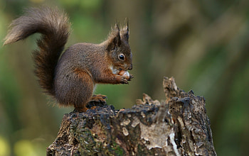 Animals, Squirrel, Background, Bark, Nut HD wallpaper