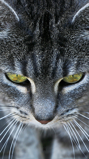Animals 6 Plus - Grey Cat Ember Eyes 6 Plus HD phone wallpaper