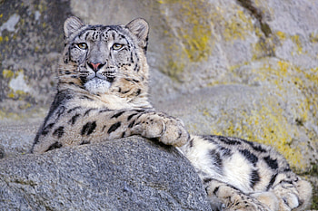 Animals, Snow Leopard, Big Cat, Grey, Animal, Wild HD wallpaper