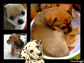 CUTE PUPPIES, COLAGE, LITTLE, CUTE, PUPPIES HD wallpaper