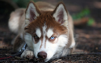 Husky, , Background HD wallpaper
