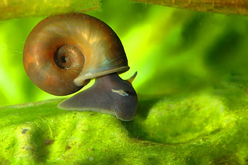 Freshwater Snail, animal, shell, snail, freshwater HD wallpaper