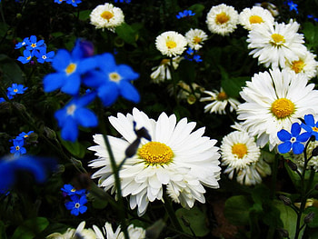 Blue_and_White-Flowers, beautiful, flowers, blue-and-white HD wallpaper