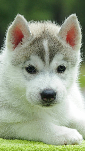 Siberian Husky, Puppies HD phone wallpaper