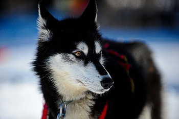 Animals, Dog, Muzzle, Puppy, Husky, Haska HD wallpaper