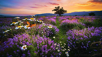 Nature in Harmony, Bulgarian Mountains, tree, clouds, landscape, colors, flowers, sky, sunrise HD wallpaper