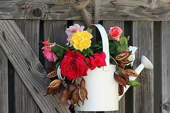 Flowers, Roses, Fence, Seeds, Seed, Watering Can HD wallpaper