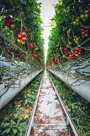 Rows of ripe cherry tomatoes growing in a greenhouse, showcasing modern agriculture methods. HD phone wallpaper