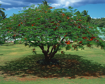 Tree of Beauty, grass, sky, cloud, tree HD wallpaper