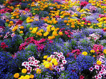 Colourful Garden, garden, bright flowers HD wallpaper