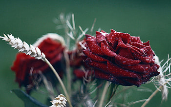 Grass, Drops, Flower, Macro, Rose Flower, Rose HD wallpaper