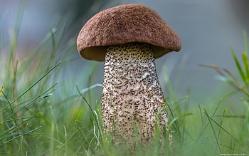 Mushroom varieties, , Nature's wonders, High-definition HD wallpaper
