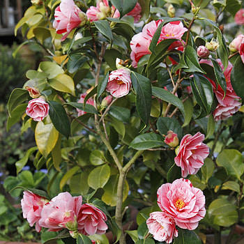 Japanese camellia, Pflanzen und pflegen, Mein schner garten, Garten HD phone wallpaper