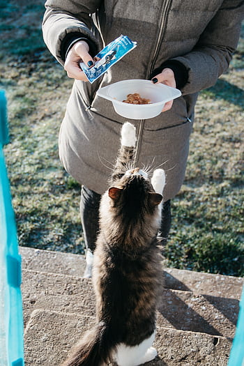 A woman in a coat feeds a playful tabby cat outdoors on a sunny day. HD phone wallpaper