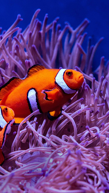 11 , Clownfish inspiration, Underwater wonders, Captivating marine life HD phone wallpaper