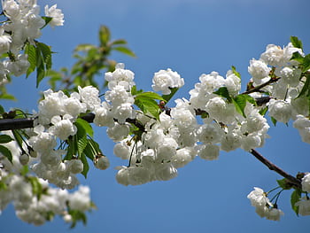 Beautiful white cherry blossoms in full bloom against a clear blue sky, symbolizing spring. HD wallpaper
