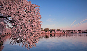 Cherry blossoms, sky, flowers, tree, lake HD wallpaper
