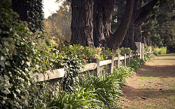 Nature, Grass, Road, Park, Earth, Land, Path, Fence, Trail, Fencing, Enclosure, Hedge HD wallpaper