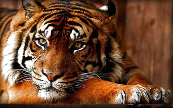 Tiger, animal, pisici, big cat, tigru, face, cat, orange HD wallpaper