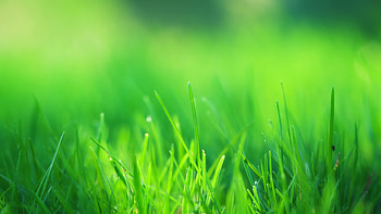 Green Grass - - Style HD wallpaper