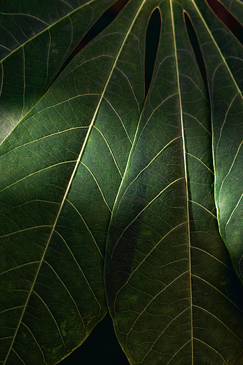 Leaves, Macro, Veins HD phone wallpaper