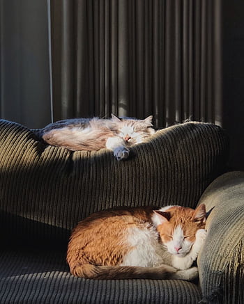 Two fluffy cats peacefully sleep on a sunlit sofa indoors, capturing a serene moment of feline relaxation. HD phone wallpaper