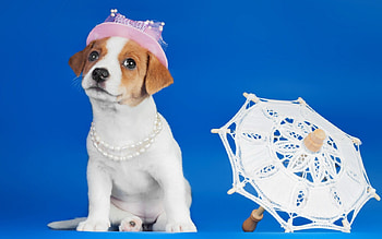 Dog, sweet, dogs, puppies, cute, beautiful, playful, playful dog, puppy, dog face, pretty, animals, face, lovely HD wallpaper