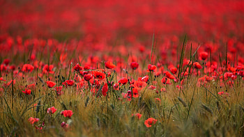 Beautiful Red Common Poppy Flowers Buds Grass Field Blur Background Flowers HD wallpaper