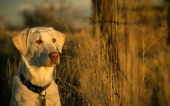 Labrador Retriever, , Beautiful background , High resolution HD wallpaper