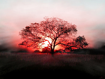 Landscape, Trees, Sunset HD wallpaper