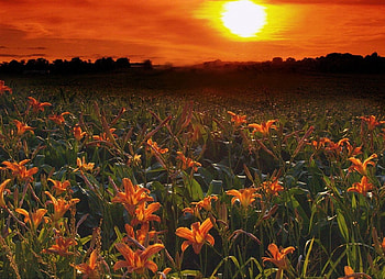 Lilies at dusk, nature, sunsets HD wallpaper