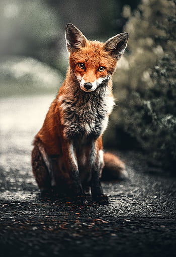 A close-up shot of a red fox sitting in its natural habitat, showcasing its captivating eyes and fur. HD phone wallpaper