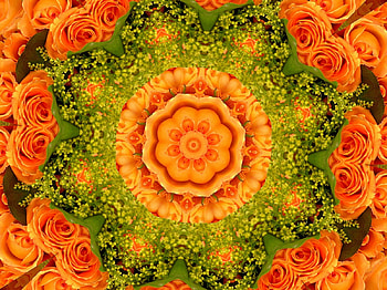 Orange Roses, roses, flower, nature, fractal, collage HD wallpaper