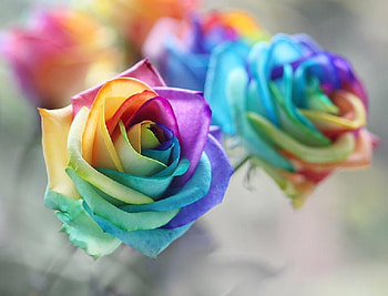 colorful rose, delecate, colorful, plants, soft, fresh, nice, rose, pretty, blossoms, bud, nature, flowers, blooms HD wallpaper