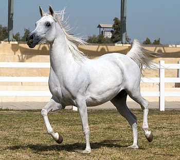 Beautiful White Horse, arabian horses, white horses, animals, farms, nature HD wallpaper