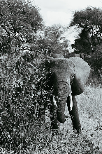 Animals, Wildlife, Stroll, Bw, Chb, Elephant HD phone wallpaper