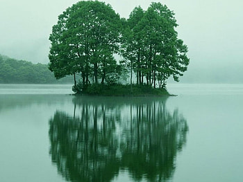 green reflection, trees, nature, reflection, water HD wallpaper