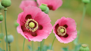 Plants, Flowers, Poppies HD wallpaper