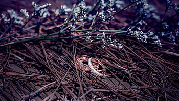 Weeding Rings, weeding-couple, love, heart, ring HD wallpaper