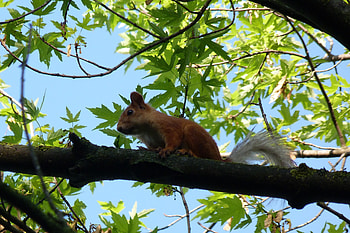 Animals, Squirrel, Sit, Muzzle, Animal HD wallpaper