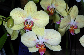 Flowers, Close-Up, Branch, Orchids HD wallpaper