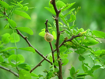 Animals, Leaves, Snails HD wallpaper