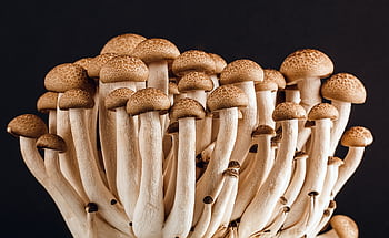 A cluster of fresh, organic mushrooms showcasing their natural texture against a dark background. HD wallpaper