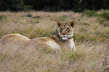 Animals, Grass, Predator, Big Cat, Lioness HD wallpaper