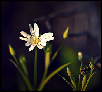 for Mrs.Gregg, white, warm, flowers, time HD wallpaper