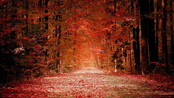 AUTUMN, trees, scenery, color HD wallpaper
